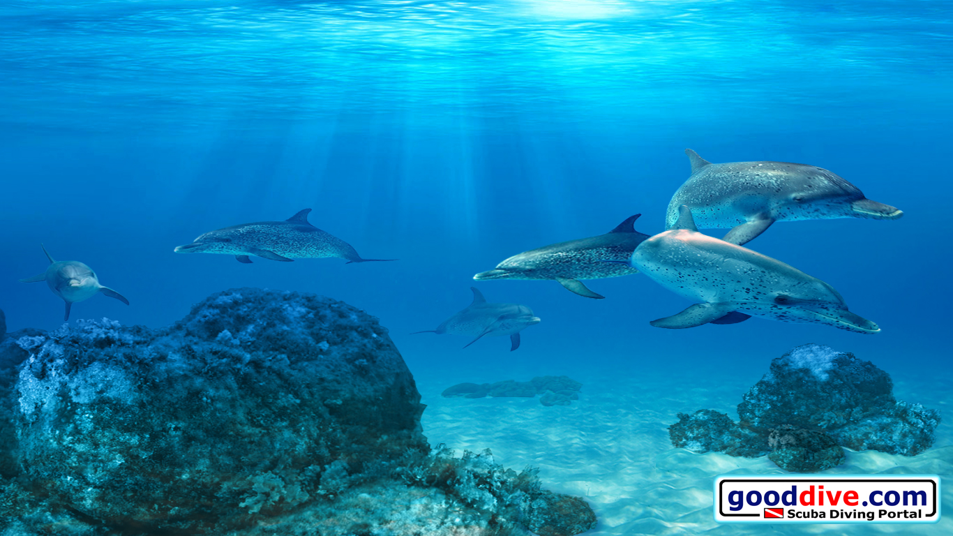 Wallpaper Spotted Dolphins 1366 x 768