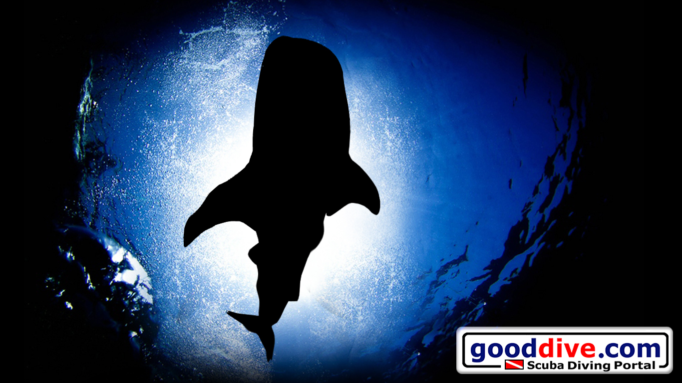 Wallpaper Whale Shark 1366 x 768