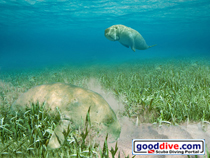 Wallpaper Dugongs