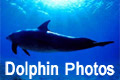 Dolphin Photos