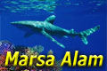 Dive Marsa Alam