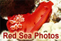 Red Sea Photos