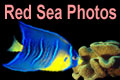 Red Sea Gallery