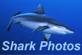 Shark Photos