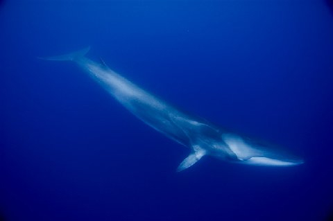 Whale - Fin Whale (Balaenoptera physalus) picture, Portugal - GoodDive.com
