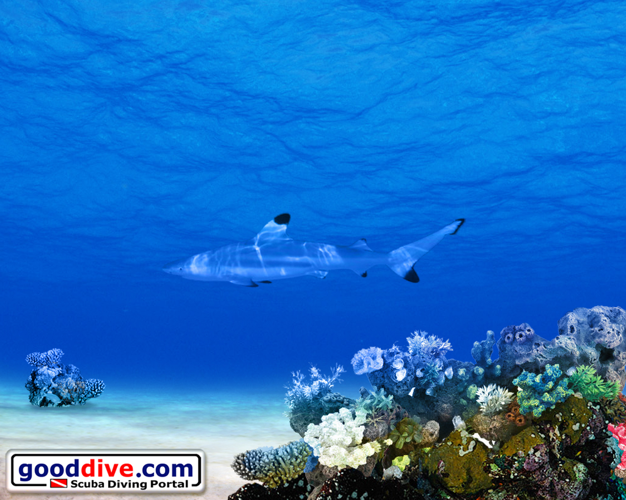 Wallpaper Black Tip 1280 x 1024