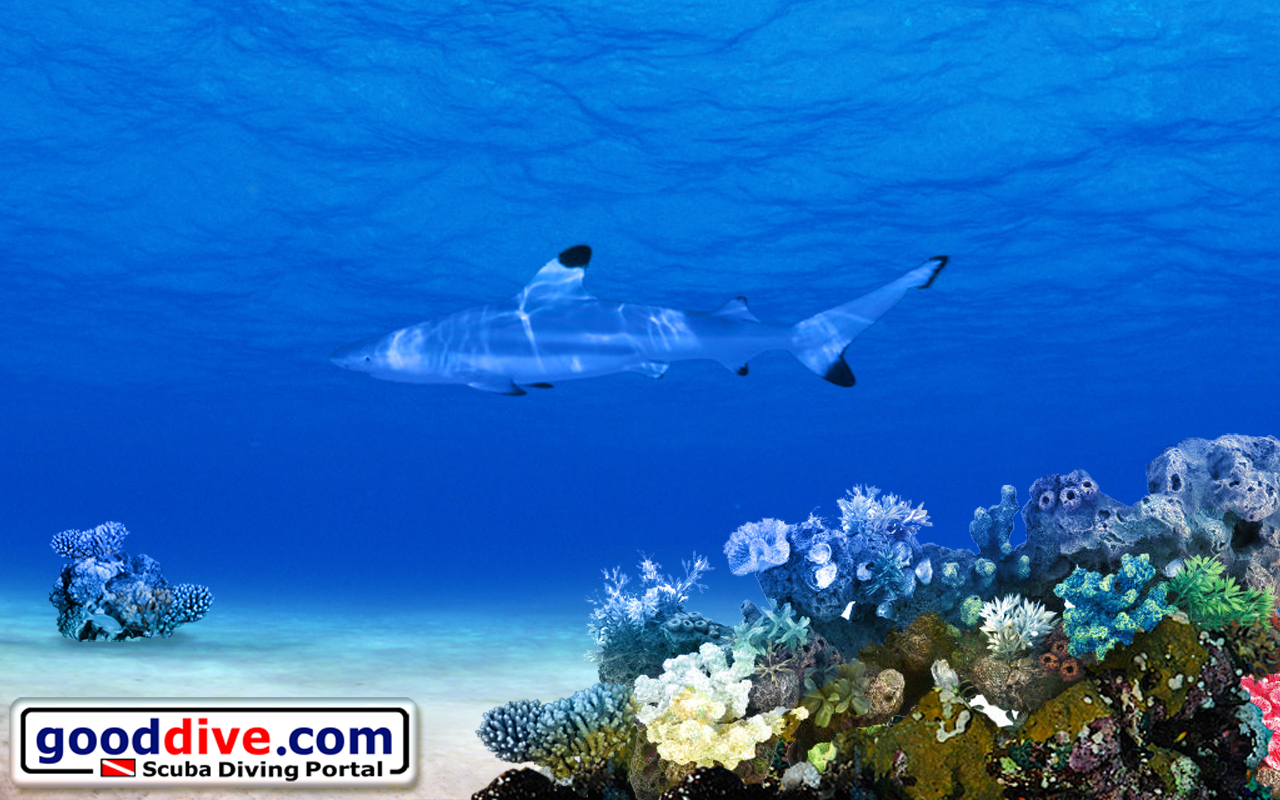 Wallpaper Black Tip 1280 x 800