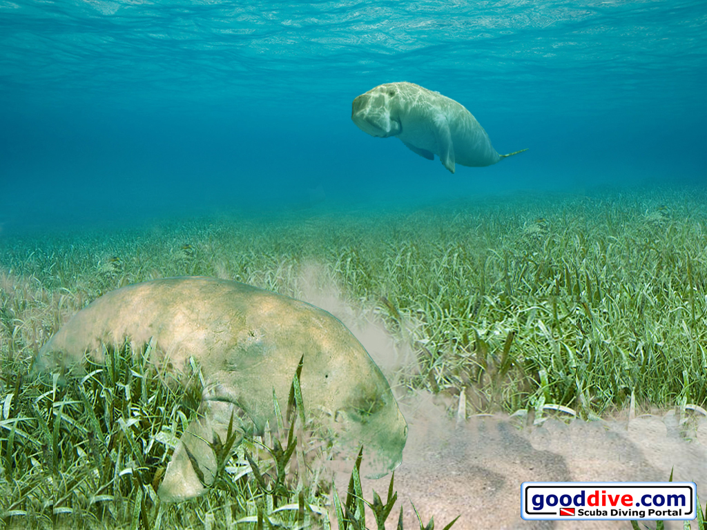 Wallpaper Dugongs 1024 x 768