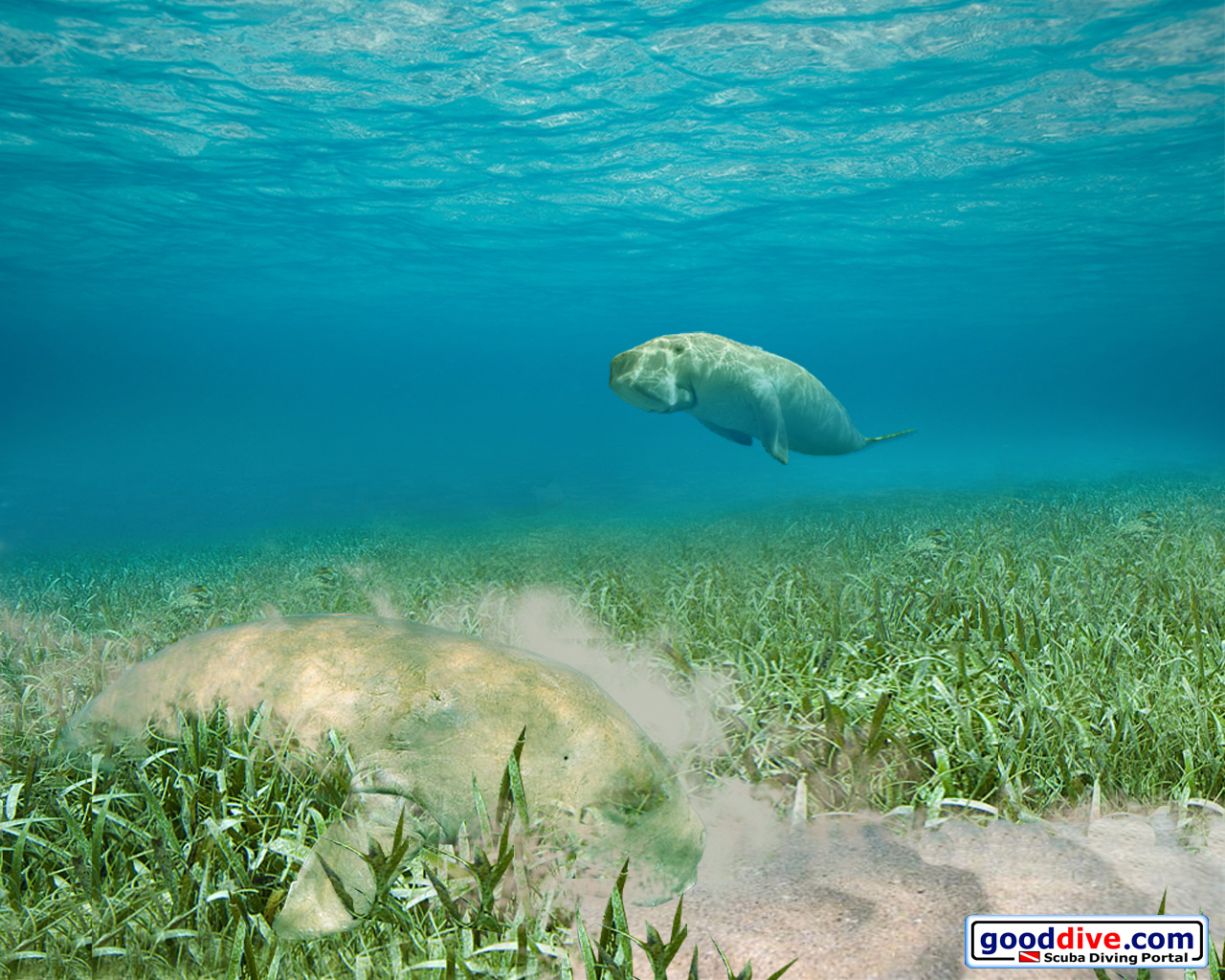 Wallpaper Dugongs 1280 x 1024