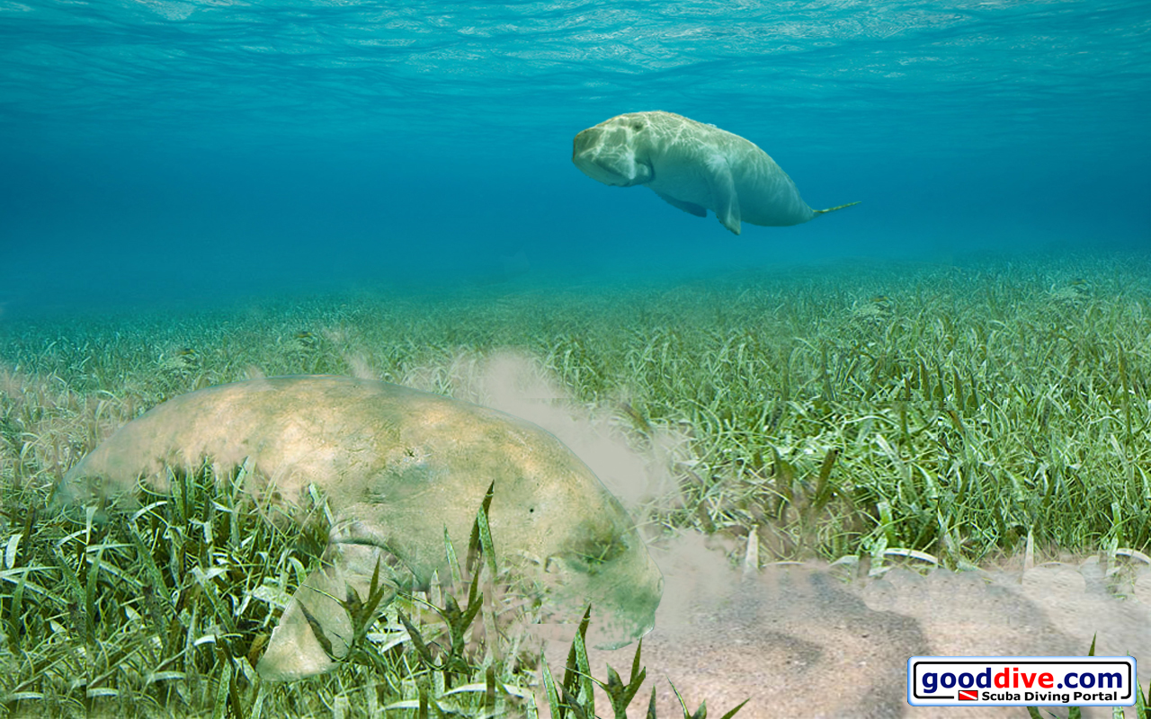 Wallpaper Dugongs 1280 x 800