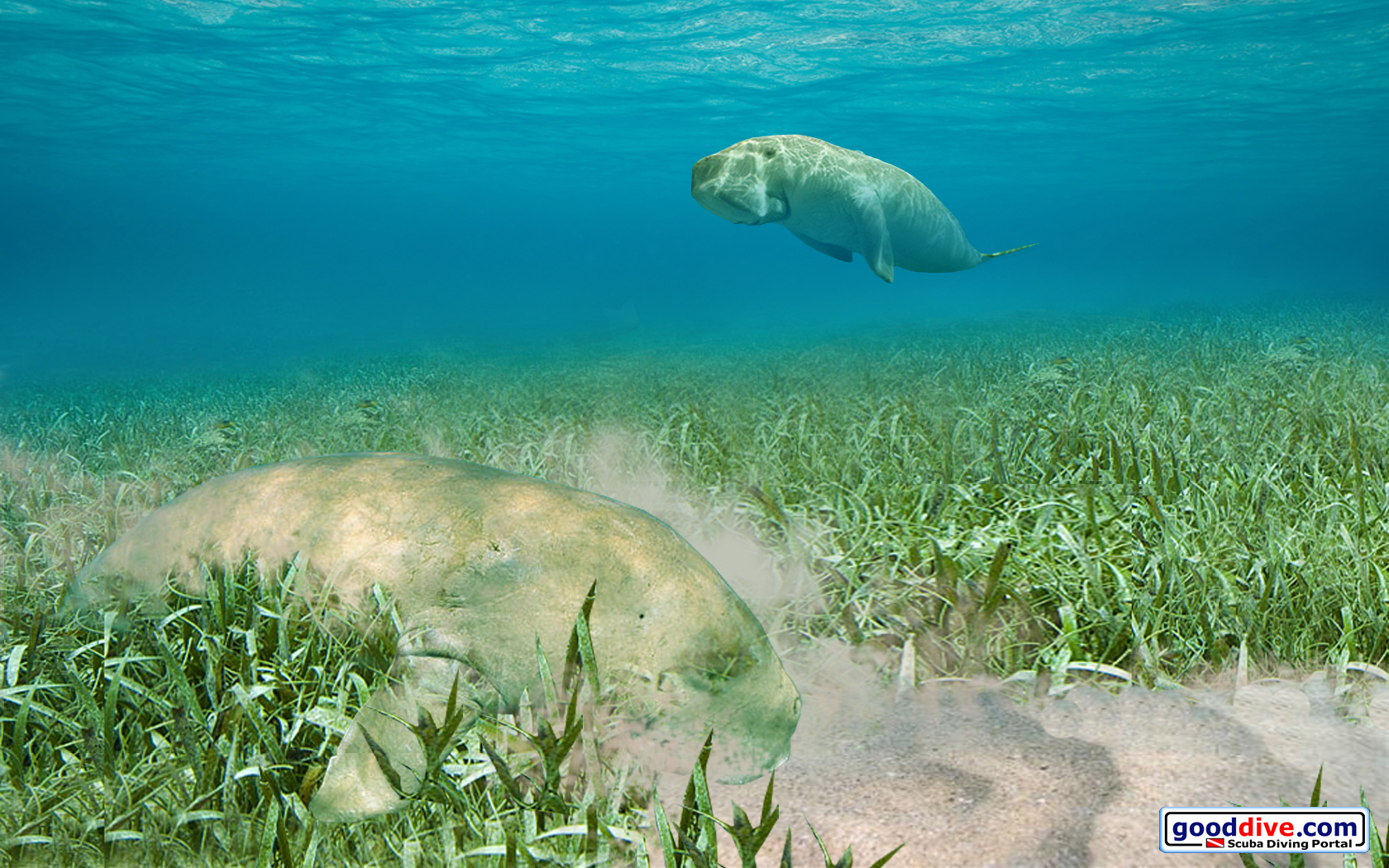 Wallpaper Dugongs 1680 x 1050