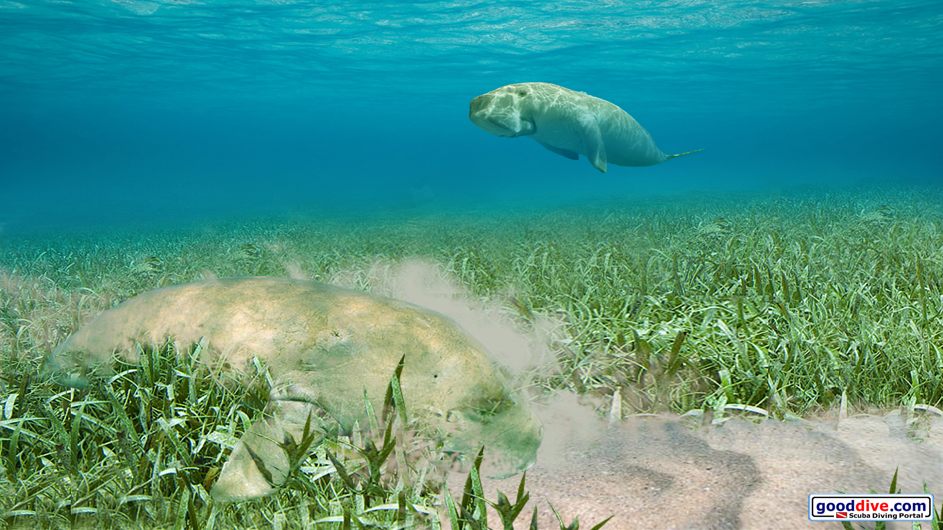 Wallpaper Dugongs 1920 x 1080