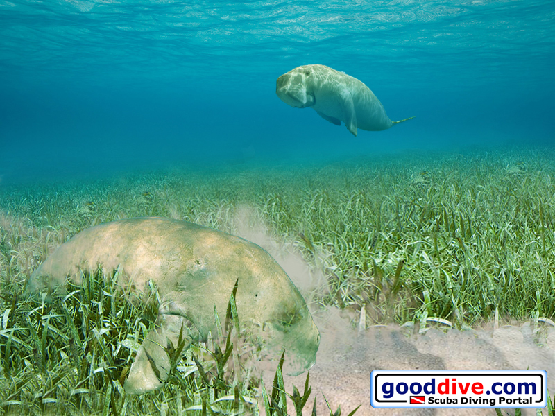 Wallpaper Dugongs 800 x 600