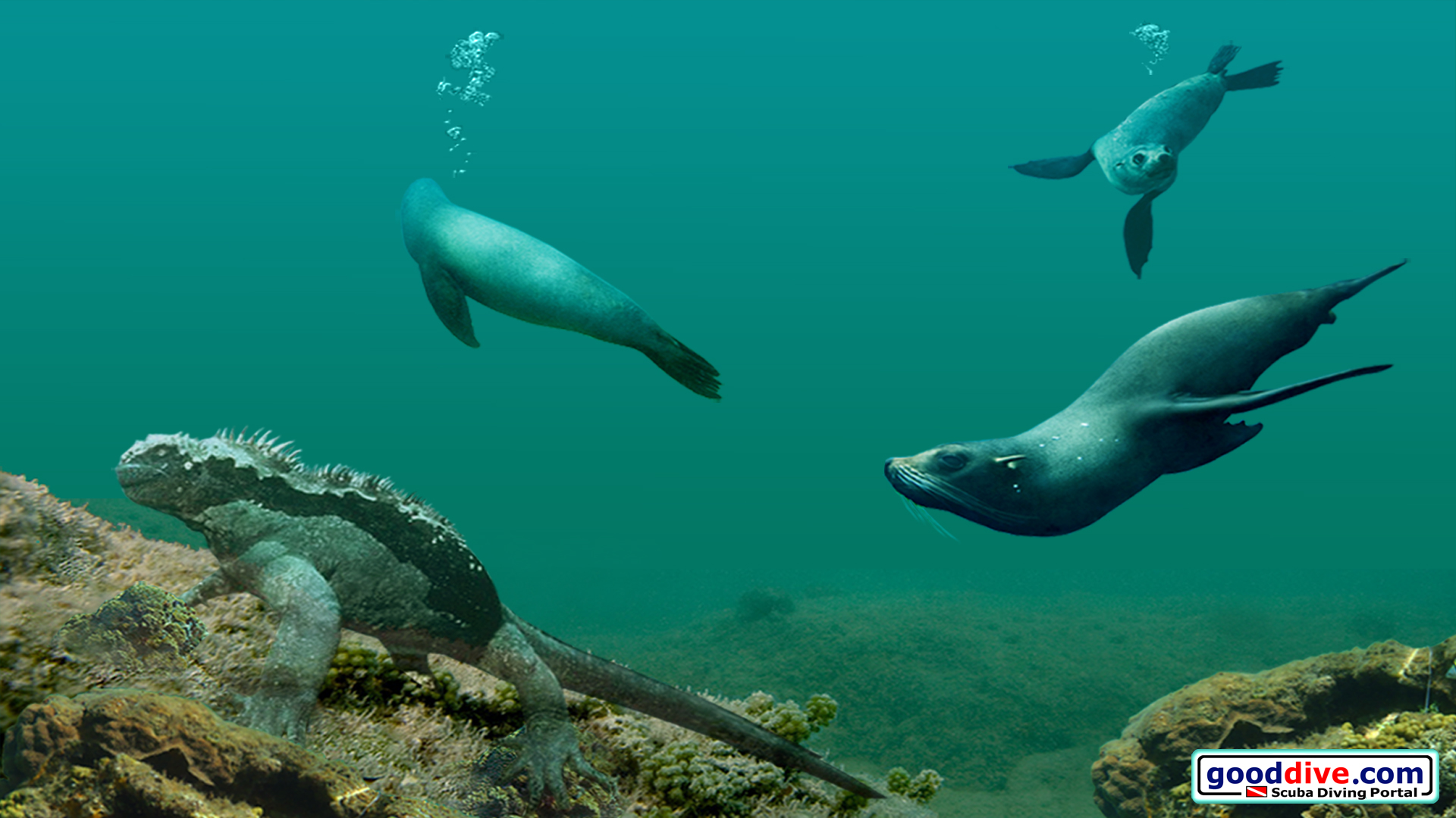 Wallpaper Galapagos  1920 x 1080