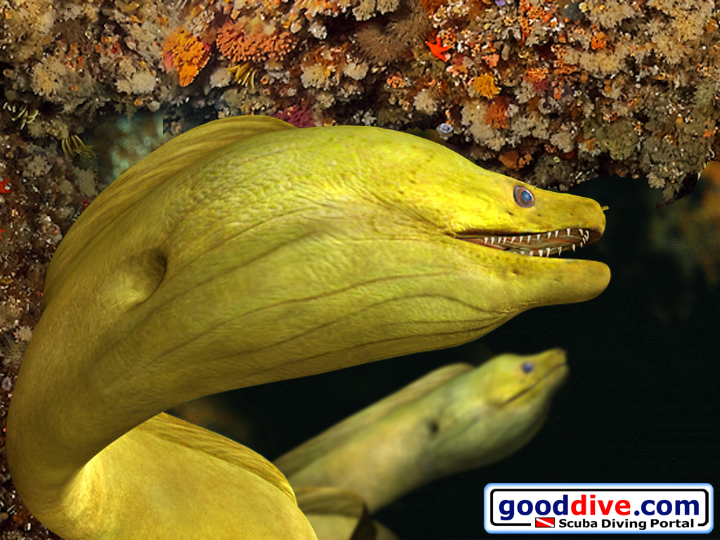 Wallpaper Green Moray Eel 1024 x 768