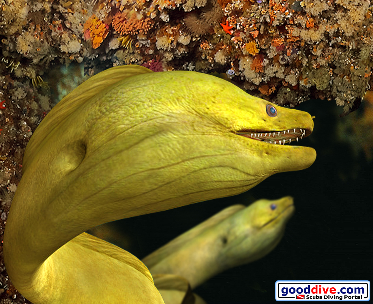 Wallpaper Green Moray Eel 1280 x 1024