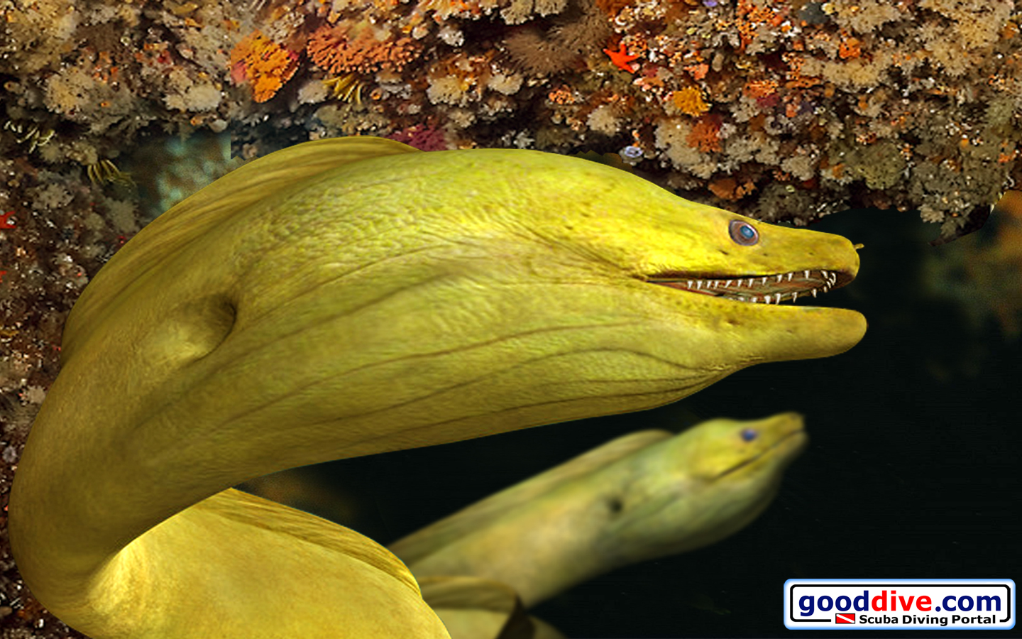 Wallpaper Green Moray Eel 1440 x 900