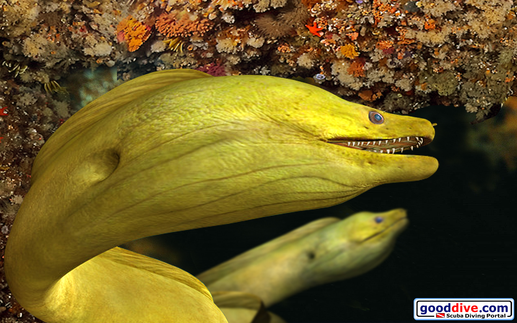 green moray eel 1680 1050 wallpaper image