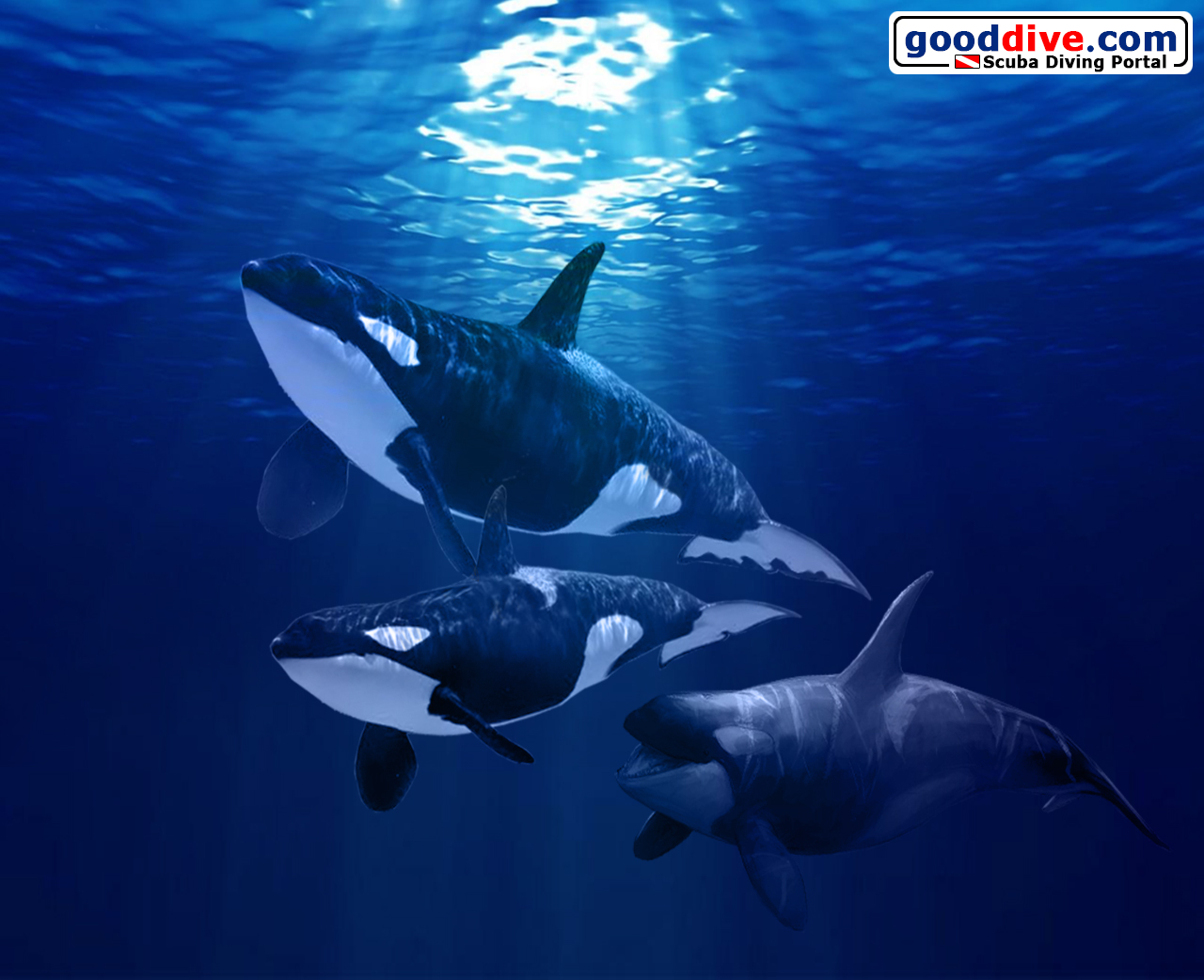Wallpaper Orca 1280 x 1024
