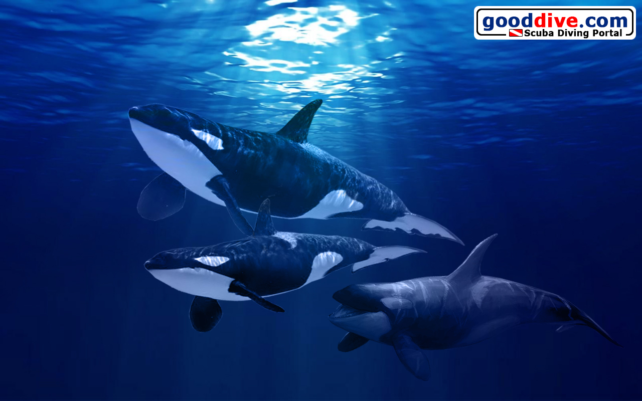 Wallpaper Orca 1280 x 800