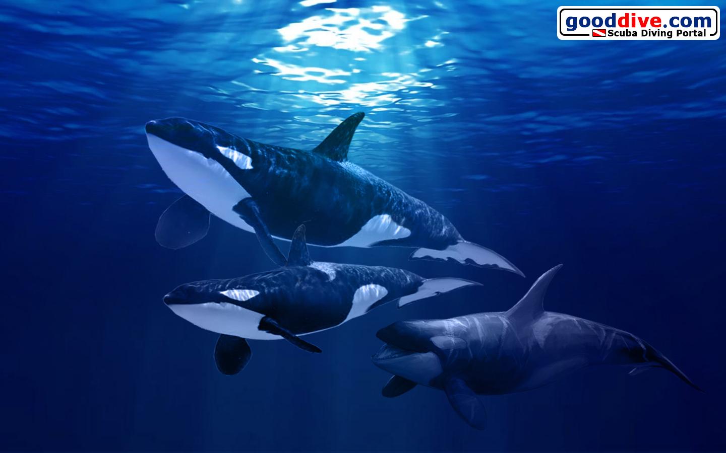 Wallpaper Orca 1440 x 900