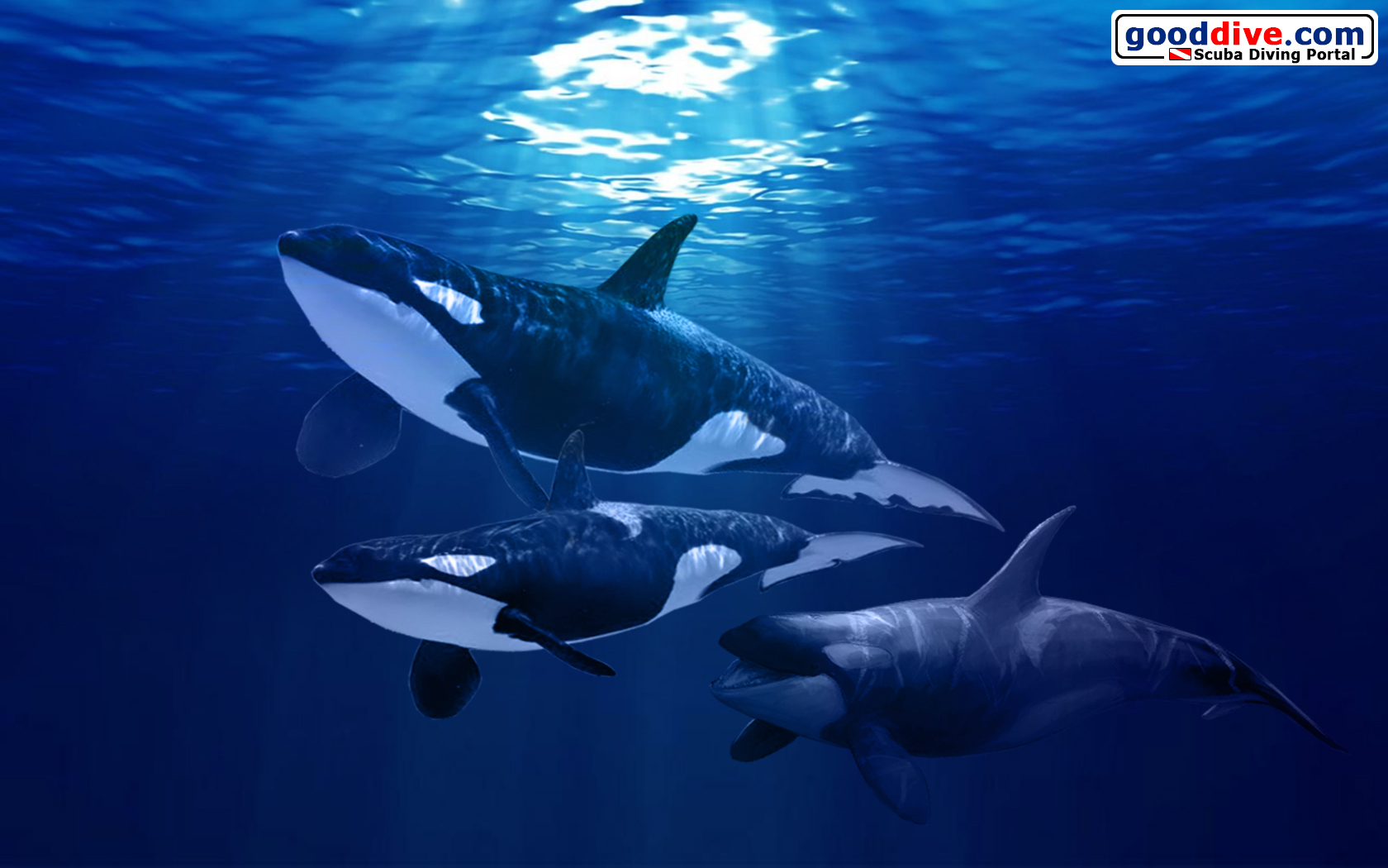 Wallpaper Orca 1680 x 1050