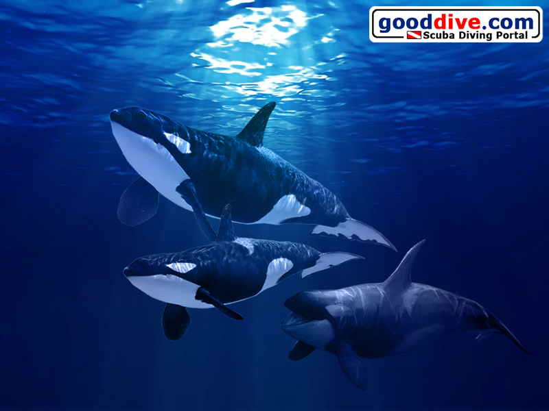 Wallpaper Orca 800 x 600