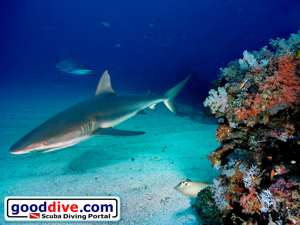 Wallpaper Reef Sharks 1024 x 768