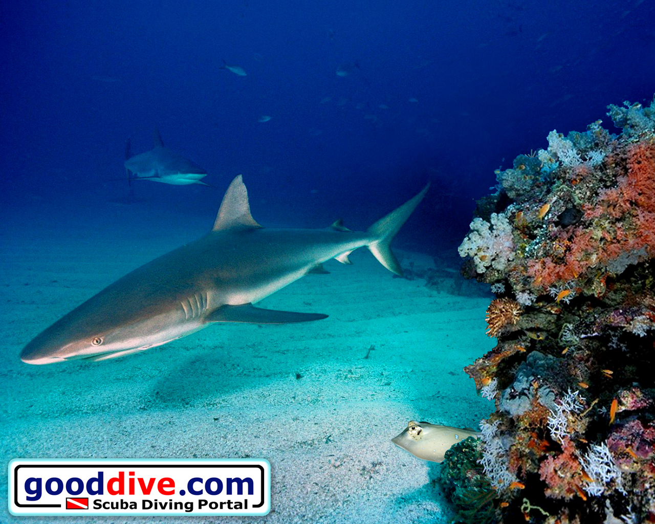 Wallpaper Reef Sharks 1280 x 1024