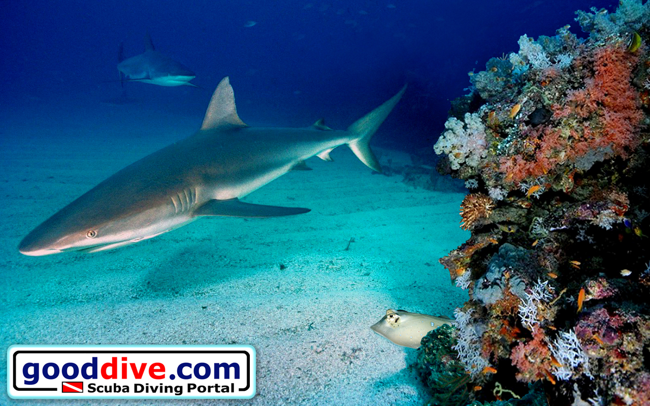 Wallpaper Reef Sharks 1280 x 800