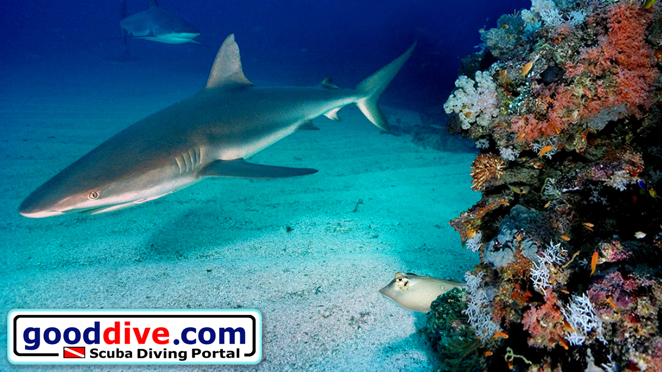 Wallpaper Reef Sharks 1366 x 768