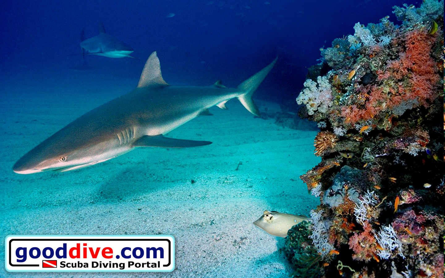 Wallpaper Reef Sharks 1440 x 900