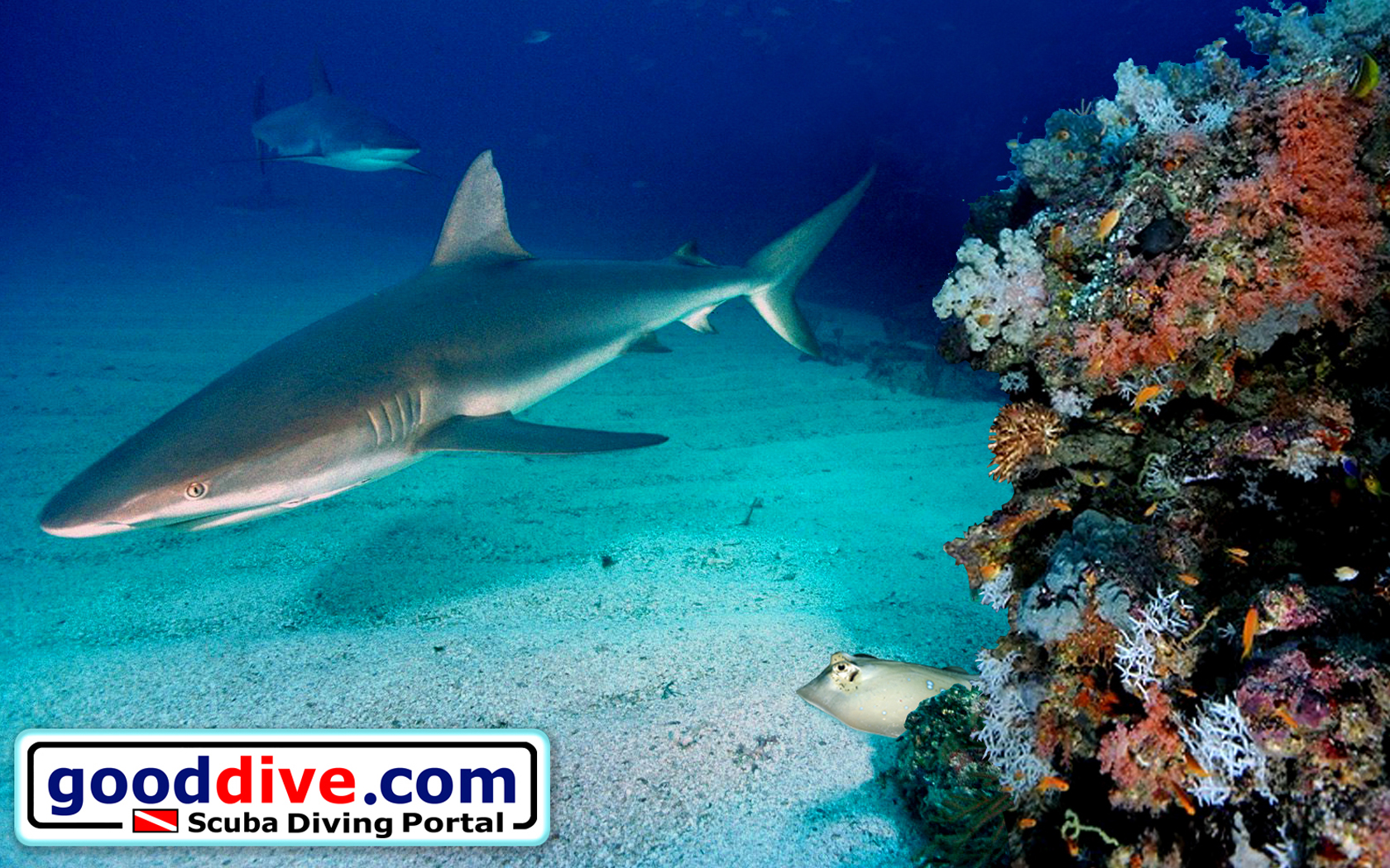 Wallpaper Reef Sharks 1680 x 1050