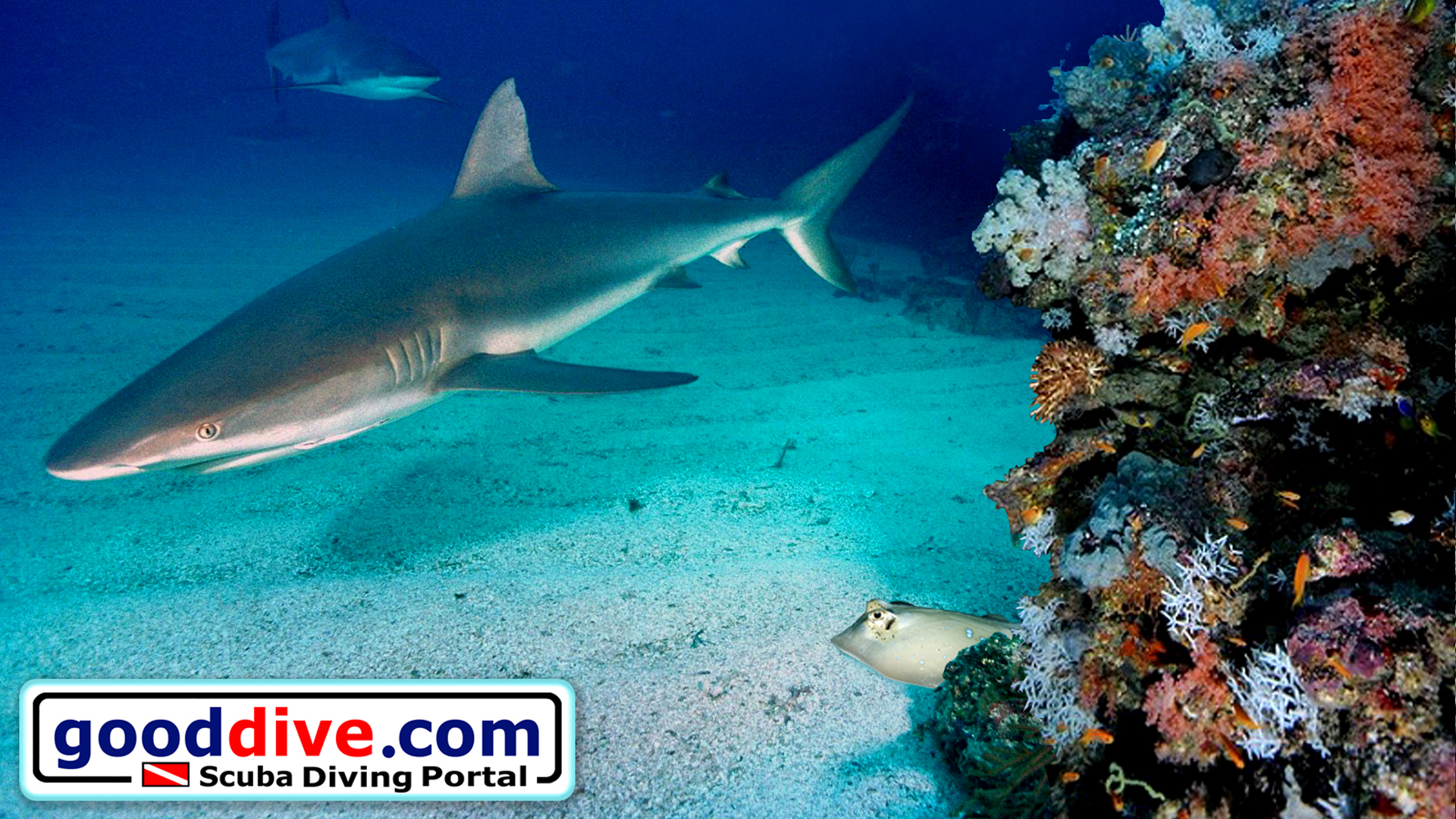 Wallpaper Reef Sharks 1920 x 1080