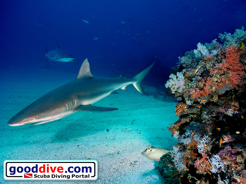 Wallpaper Reef Sharks 800 x 600