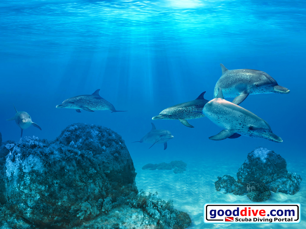 Wallpaper Spotted Dolphins 1024 x 768