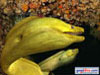 Wallpaper Green Moray Eel