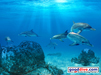 Wallpaper Spotted Dolphins