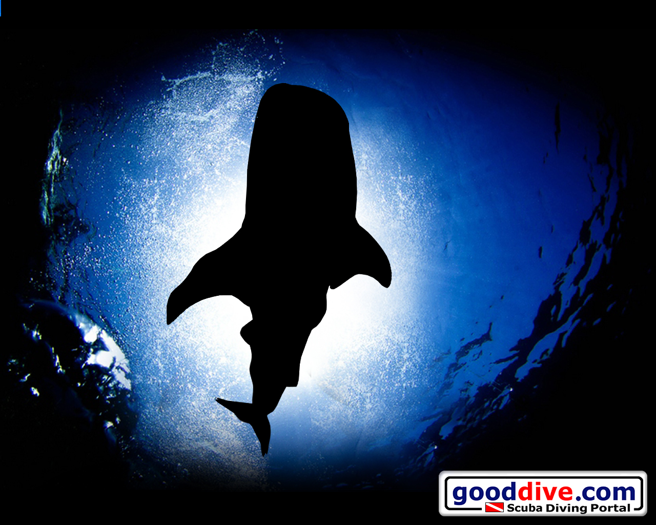 Wallpaper Whale Shark 1280 x 1024