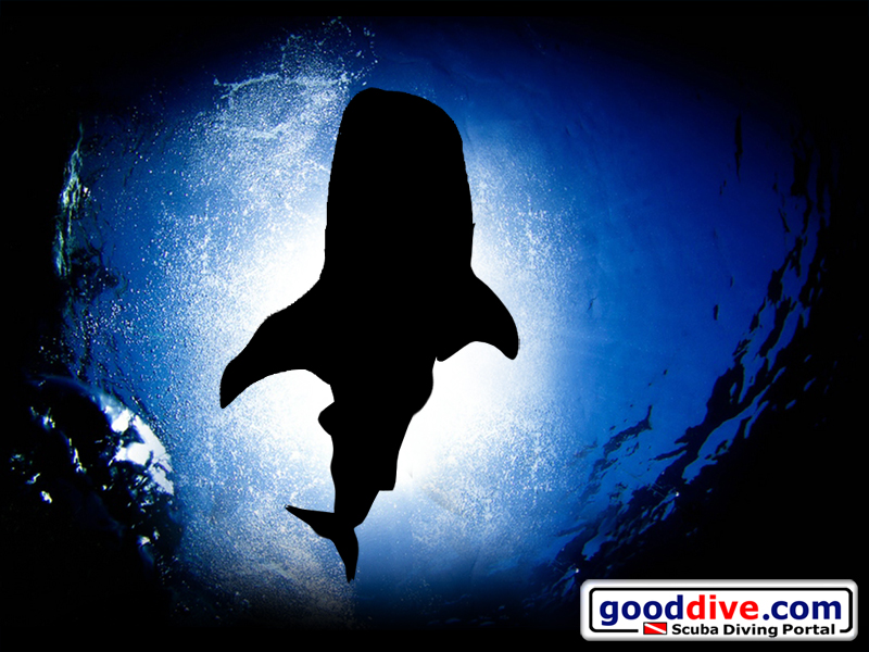 Wallpaper Whale Shark 800 x 600
