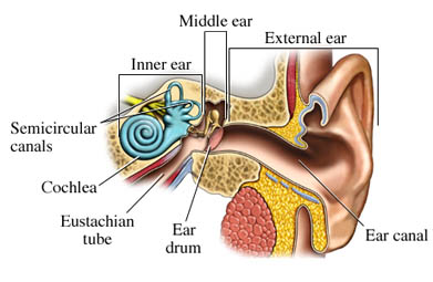 Eustachian Tube